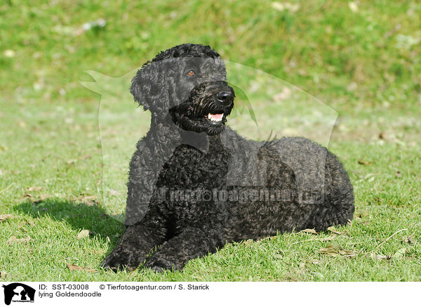 liegender Goldendoodle / lying Goldendoodle / SST-03008