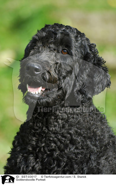 Goldendoodle Portrait / Goldendoodle Portrait / SST-03017