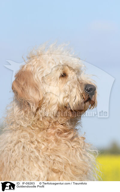 Goldendoodle Profil / Goldendoodle Profil / IF-09263