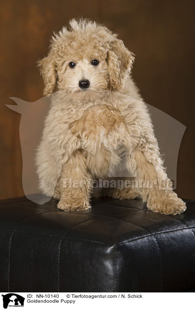 Goldendoodle Puppy / NN-10140