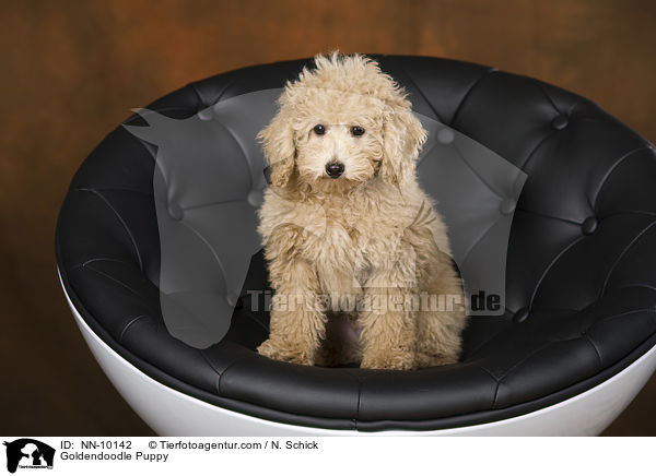 Goldendoodle Puppy / NN-10142