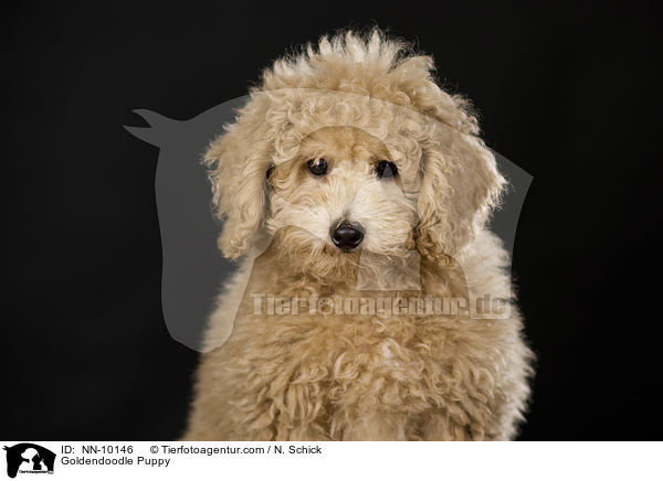Goldendoodle Puppy / NN-10146