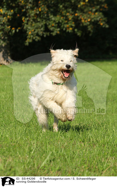 running Goldendoodle / SS-44296