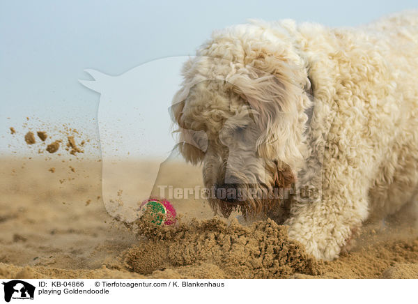 spielender Goldendoodle / playing Goldendoodle / KB-04866