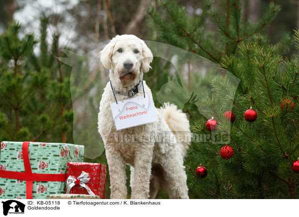 Goldendoodle / KB-05118