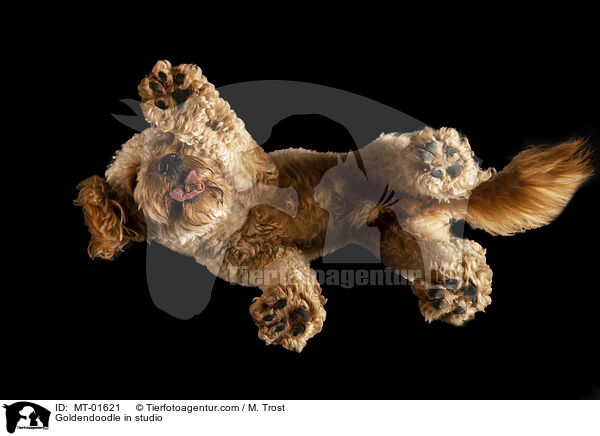 Goldendoodle in studio / MT-01621