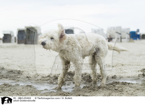adult Goldendoodle / HBO-05462