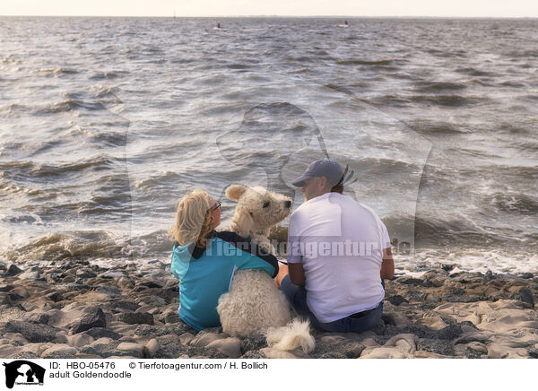 ausgewachsener Goldendoodle / adult Goldendoodle / HBO-05476