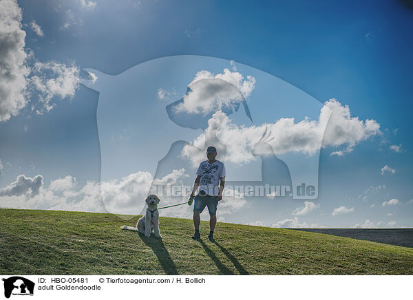 ausgewachsener Goldendoodle / adult Goldendoodle / HBO-05481