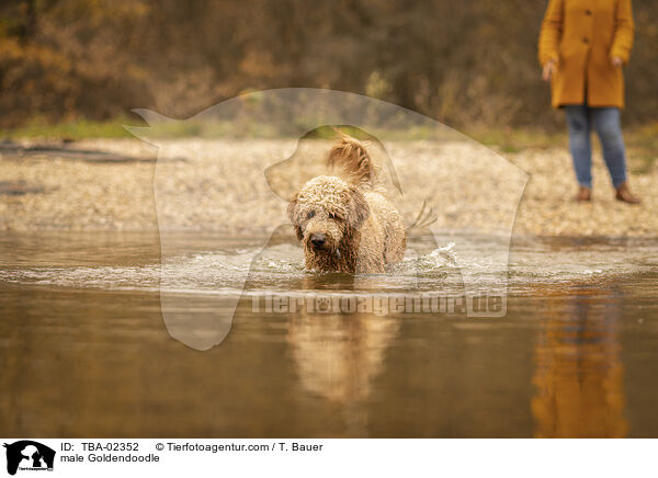 male Goldendoodle / TBA-02352