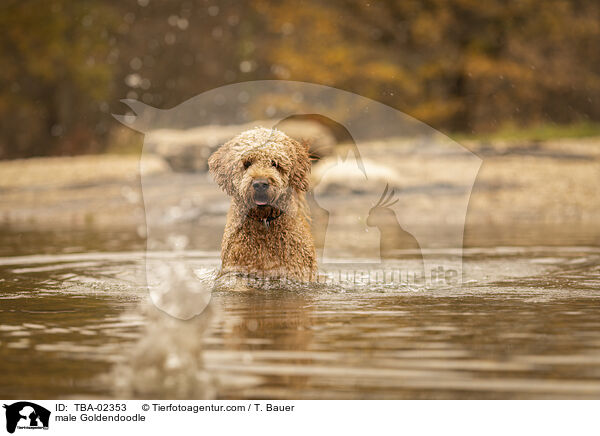 male Goldendoodle / TBA-02353
