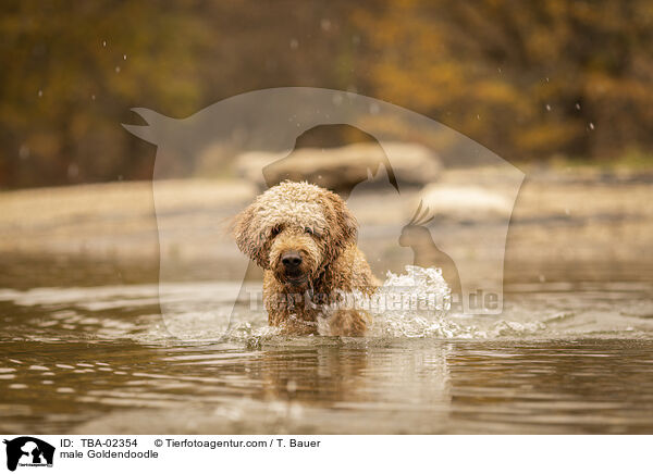 male Goldendoodle / TBA-02354