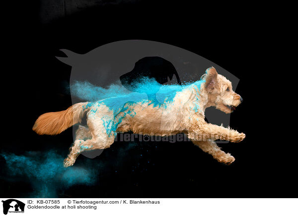 Goldendoodle beim Holi Shooting / Goldendoodle at holi shooting / KB-07585