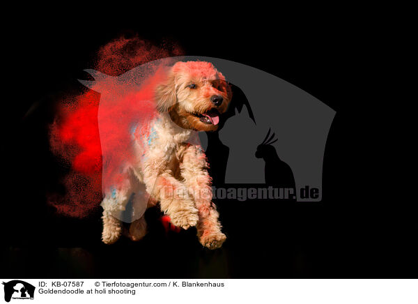 Goldendoodle beim Holi Shooting / Goldendoodle at holi shooting / KB-07587