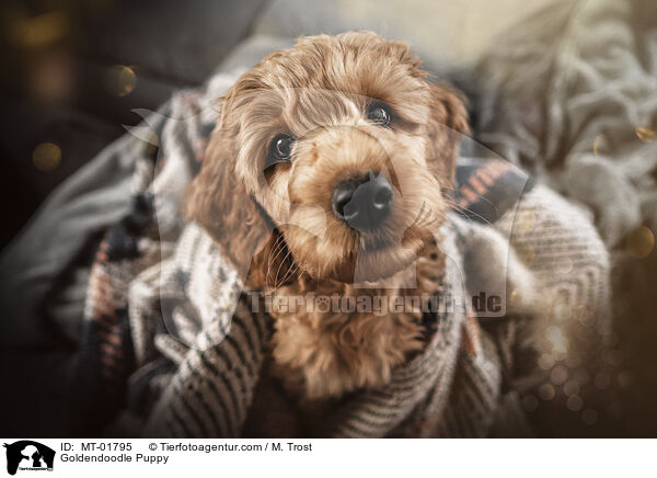 Goldendoodle Welpe / Goldendoodle Puppy / MT-01795