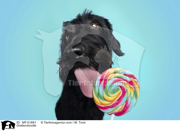 Goldendoodle / Goldendoodle / MT-01881