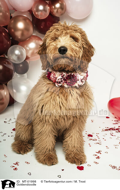 Goldendoodle / Goldendoodle / MT-01998