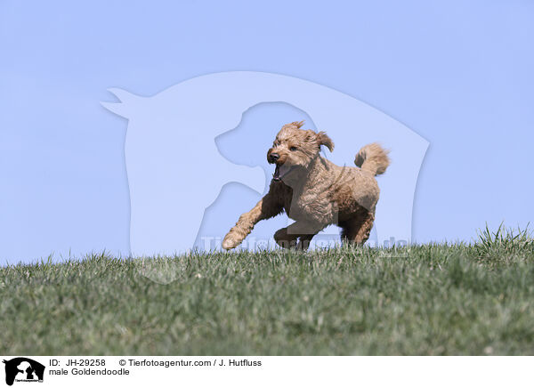 Goldendoodle Rde / male Goldendoodle / JH-29258