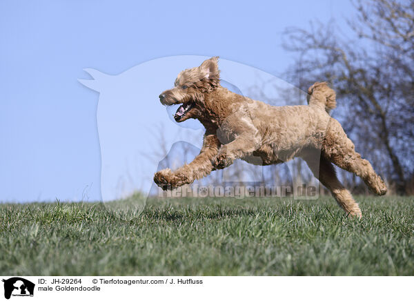 Goldendoodle Rde / male Goldendoodle / JH-29264