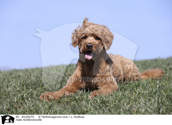 Goldendoodle Rde / male Goldendoodle / JH-29270