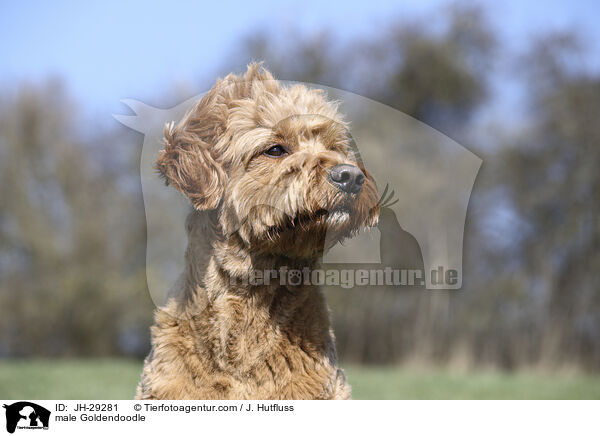 Goldendoodle Rde / male Goldendoodle / JH-29281