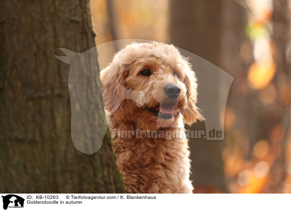 Goldendoodle im Herbst / Goldendoodle in autumn / KB-10263