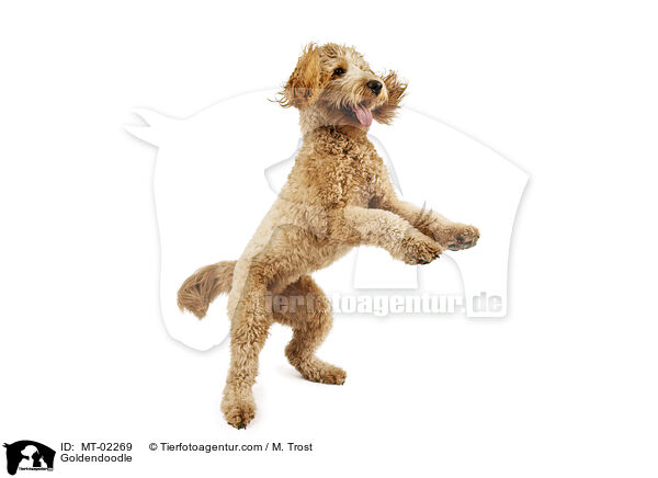 Goldendoodle / Goldendoodle / MT-02269