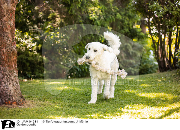 Goldendoodle / Goldendoodle / JAM-04281