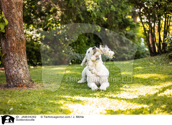 Goldendoodle / Goldendoodle / JAM-04282