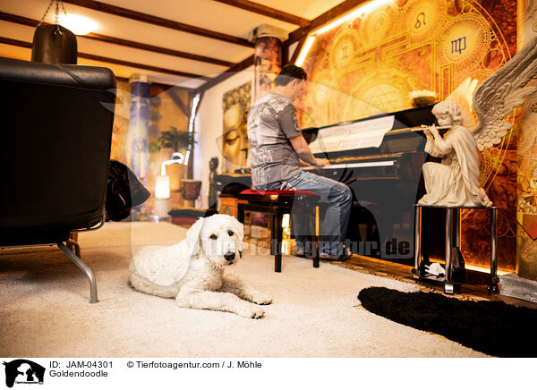 Goldendoodle / Goldendoodle / JAM-04301