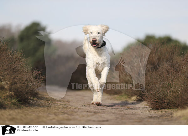 Goldendoodle / Goldendoodle / KB-13777