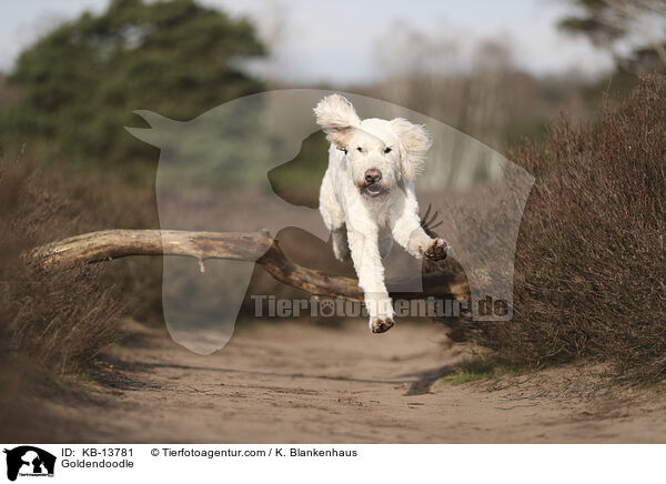 Goldendoodle / Goldendoodle / KB-13781