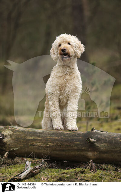 Goldendoodle / Goldendoodle / KB-14384
