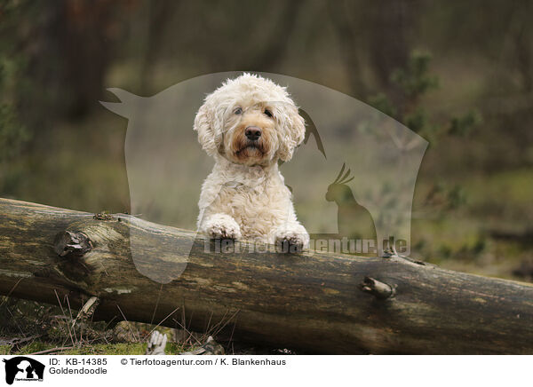 Goldendoodle / KB-14385