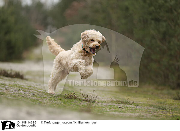 Goldendoodle / Goldendoodle / KB-14389