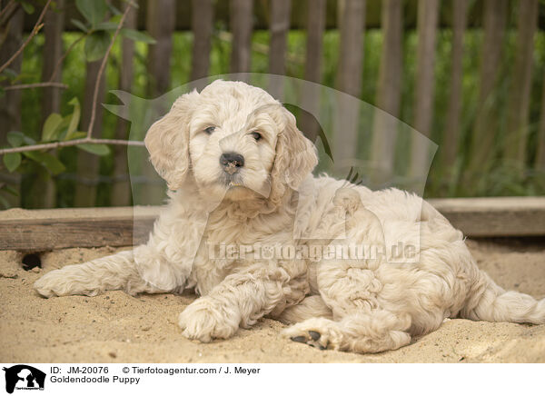 Goldendoodle Puppy / JM-20076