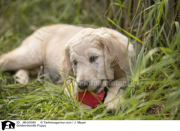 Goldendoodle Puppy / JM-20080
