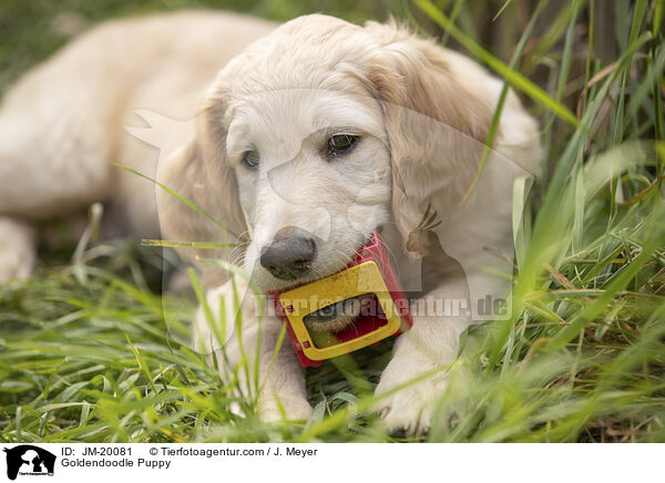 Goldendoodle Puppy / JM-20081