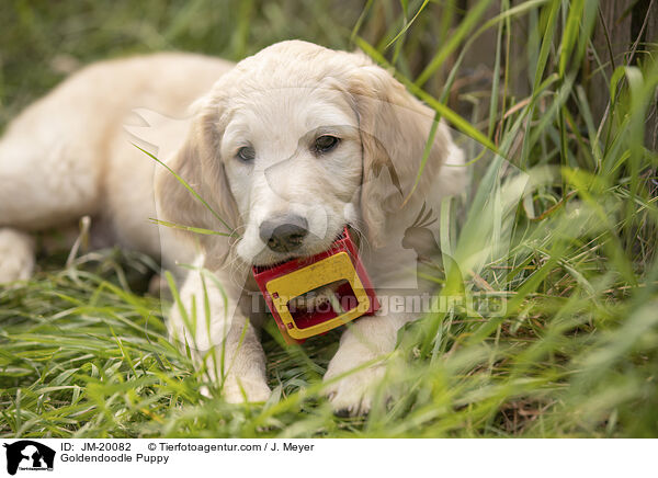 Goldendoodle Puppy / JM-20082