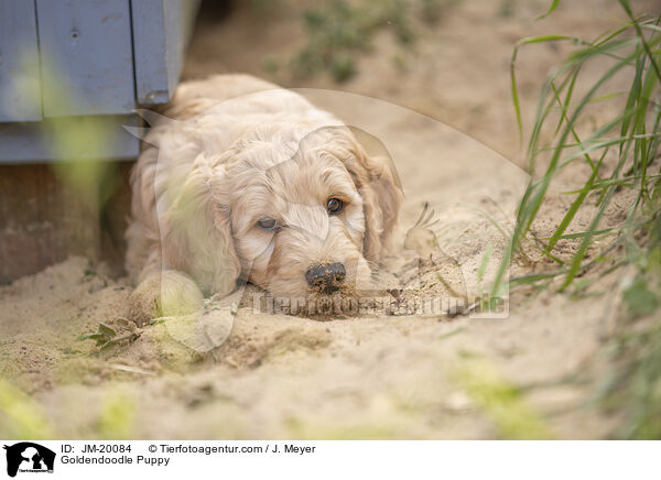 Goldendoodle Puppy / JM-20084