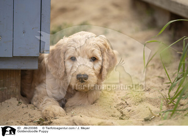 Goldendoodle Welpe / Goldendoodle Puppy / JM-20086