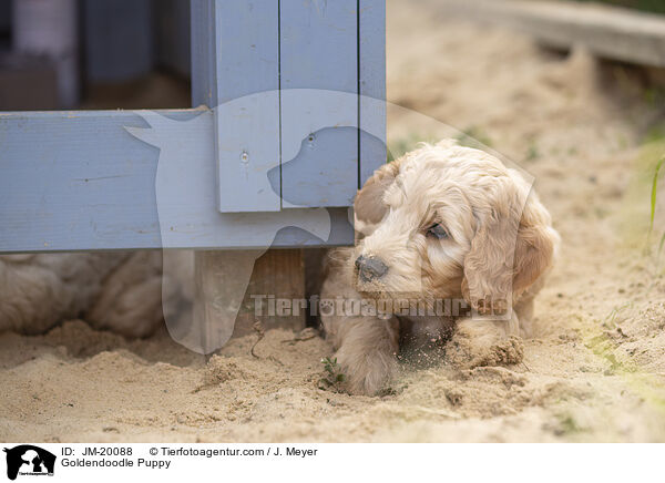 Goldendoodle Puppy / JM-20088