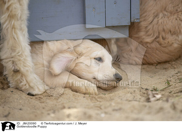 Goldendoodle Puppy / JM-20090
