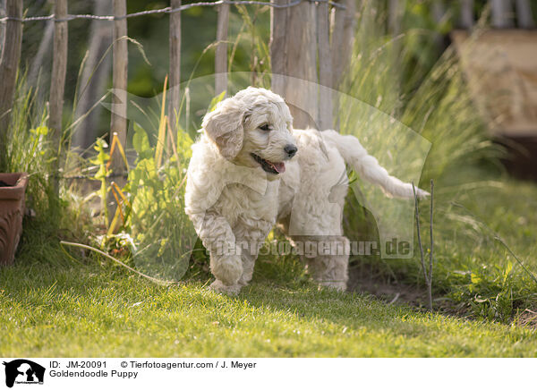 Goldendoodle Welpe / Goldendoodle Puppy / JM-20091