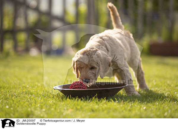 Goldendoodle Welpe / Goldendoodle Puppy / JM-20097