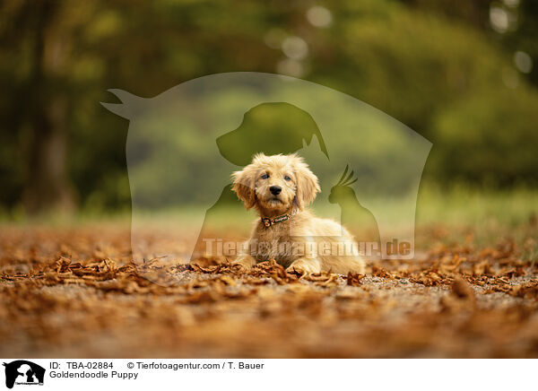 Goldendoodle Puppy / TBA-02884