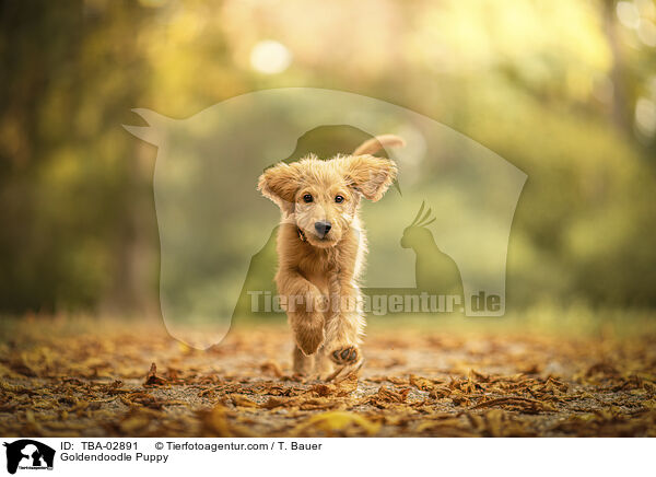 Goldendoodle Puppy / TBA-02891
