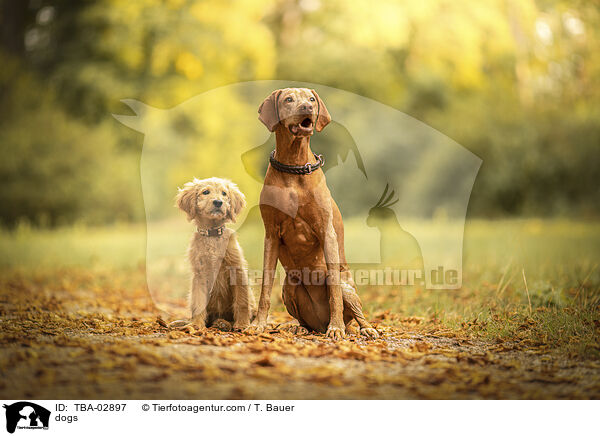 dogs / TBA-02897