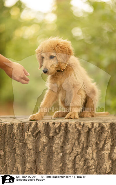 Goldendoodle Welpe / Goldendoodle Puppy / TBA-02901