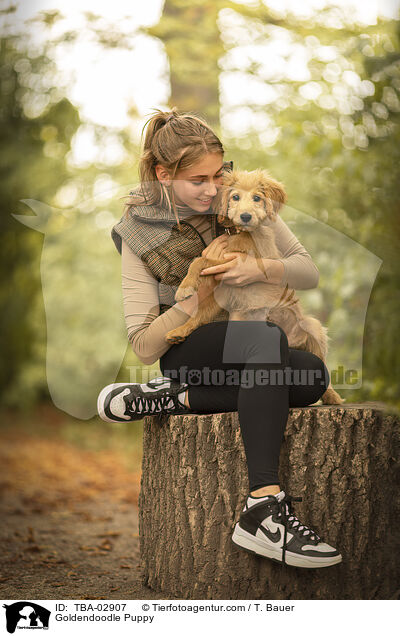 Goldendoodle Welpe / Goldendoodle Puppy / TBA-02907